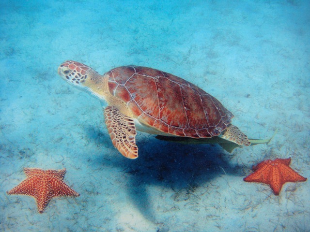 Beach Sea Turtle